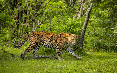 Wall Mural - Leopard (Panthera pardus kotiya) in Yala National Park. Sri Lanka.