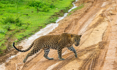 Poster - Leopard (Panthera pardus kotiya) is crossing the road in Yala National Park. Sri Lanka.