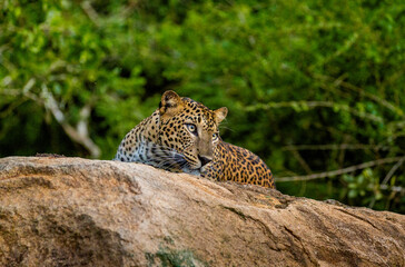 Wall Mural - Leopard (Panthera pardus kotiya) is lying on a big rock in Yala National Park. Sri Lanka.