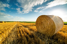The Beauty Of The Harvest, Bales Of Wheat Rolling Through Fields Of Gold As A Symbol Of Nature's Abundance