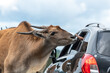 Close up of a common eland (taurotragus oryx) being hand fed from a person in a car