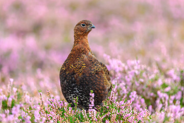 Red Grouse, Scientific name: Lagopus Lagopus. close up of a Red Grouse male stood in natural grousemoor habitat in late Summer when the heather is in full bloom.  Facing right.  Clean background.