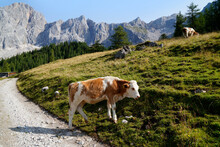 Cow Grazing In The Alpine Valley By The Foot Of Dachtein Mountain In Neustatt Valley In The Austrian Alps Of The Schladming-Dachstein Region On A Summer Day (Steiermark Or Styria, Schladming, Austria)