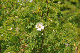 Fototapeta Tulipany - Wild white rosa canina blooming in the forest