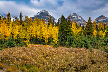 Wall Mural - Golden larch trees in the autumn in Canada's Banff National Park