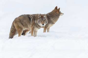 Wall Mural - coyotes pair in Canadian winter