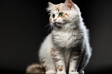 Adult Creme With White A Sideways Standing American Curl Cat Against A Dark Backdrop. Generative AI