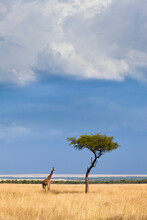 A Western African Giraffe (Giraffa Camelopardalis Peralta) Stand Next To An Acacia Tree In The Masai Mara, Kenya.