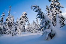 Trees In Heavy Snow In Red Heather Meadows, Garibaldi Provincial Park, British Columbia, Canada.