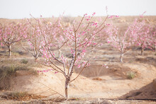 Drip-irrigated Almond Trees (Prunus Amygdalus) In Bloom On A Plantation Outside Ezuz, Israel.