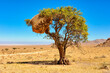 © Cavan Images - Social Weaver nest in a tree canopy, Aus, Namibia, Africa