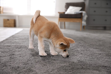 Wall Mural - Adorable akita inu puppy near puddle on carpet at home