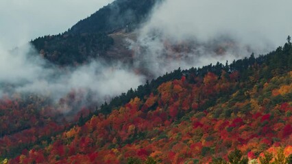 Sticker - Autumn foliage timelapsing