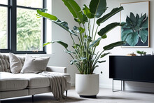 Picture Of A Bright Living Room With A Giant White Bird Of Paradise Plant (strelitzia Nicolai) On The Floor. Generative AI