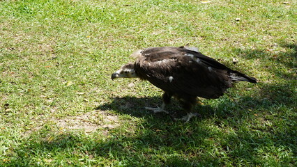 Poster - european black vulture|Aegypius monachus|黑兀鷲