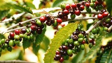 Fresh Colorful Coffee Cherries - Generative AI