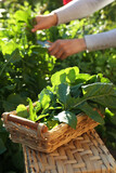 Fototapeta Kawa jest smaczna - Woman cutting fresh green herbs outdoors, focus on wicker basket