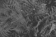 Farn Hintergrund Grau entsaettigt flach geringer Kontrast Post Story Pflanze gewöhnlicher Rispenfarn Königsfarn Makro Nahaufnahme Osmunda regalis  Königs-Rispenfarn 