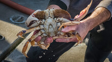 Dungeness Crab On Boats In Half Moon Bay, California Season Started December 31
