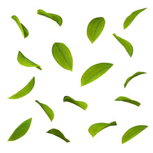 Cut Out Leaves Foliage Movement Falling Shapes 3d Rendering Png File