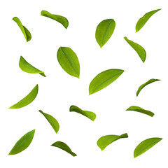 Fototapete - Cut out leaves foliage movement falling shapes 3d rendering png file