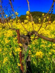 Wall Mural - Yellow mustard flowers between grape vines in Napa Valley, California, USA