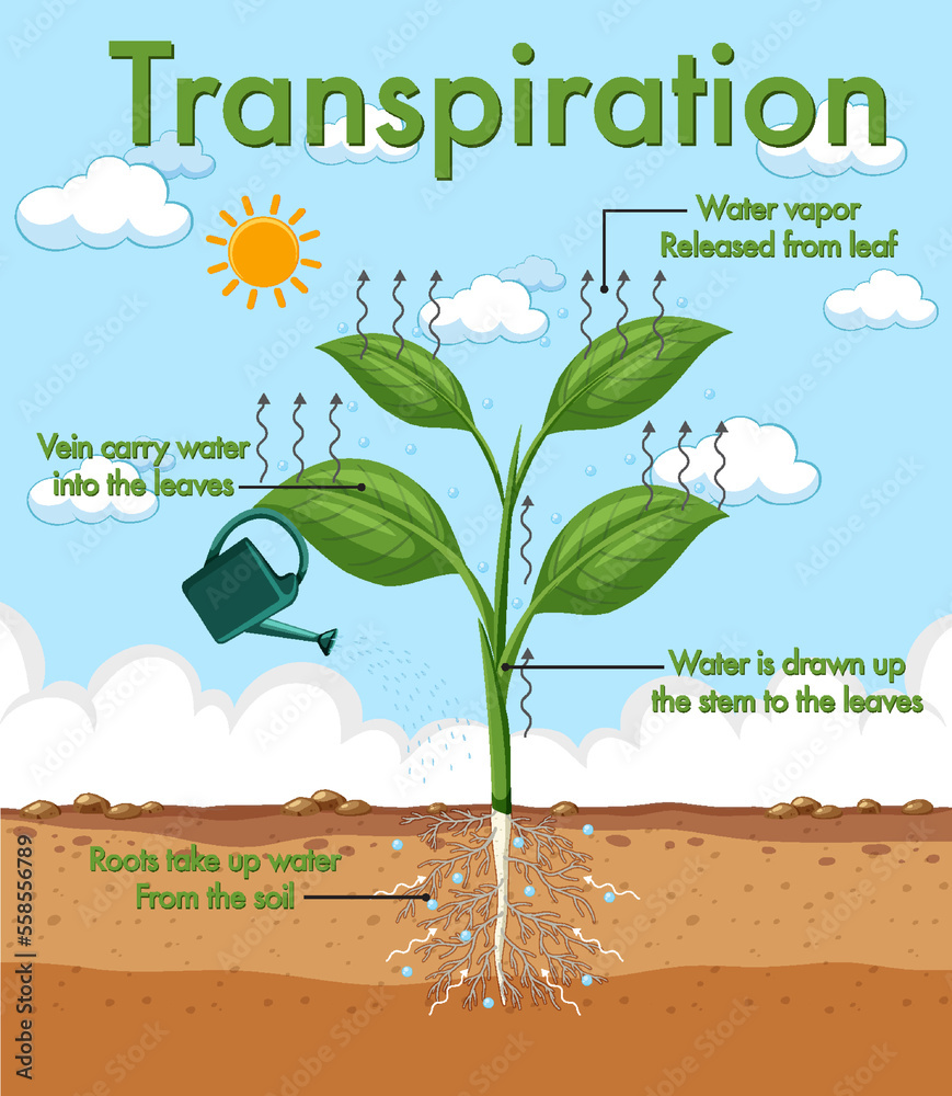 Diagram showing plant transpiration Stock Vector | Adobe Stock