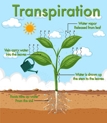 Wall Mural - diagram showing plant transpiration