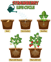 Sticker - Life cycle of strawberry diagram