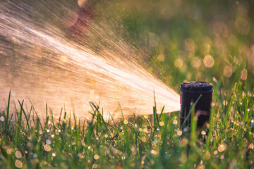 Wall Mural - automatic sprinkler system watering the lawn close up