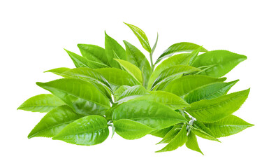 Wall Mural - green tea leaf isolated on transparent png