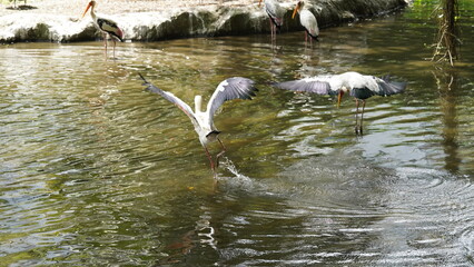 Poster - キバシコウ（黄嘴鸛、学名：Mycteria ibis）
キバシコウ（Yellow-Billed Stork） は、アフリカの湿地帯に生息する大型の水鳥 で、コウノトリ科（Ciconiidae）に属します。鮮やかな黄色のくちばしが特徴で、主に浅瀬で魚を狩る優れたハンター です。