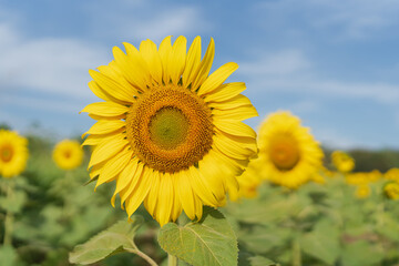 Wall Mural - Beautiful sunflower in a field at morning time