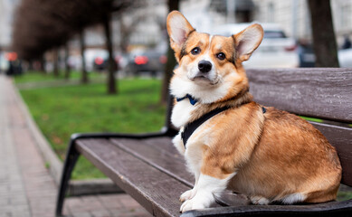 Sticker - A pembroke corgi dog sits on a bench against a background of blurred trees and an alley. The dog has a collar with a leash and a butterfly on its neck. Red-colored dog. The photo is blurred