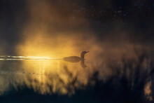 Morning Light With A Red Throated Loon In A Lake