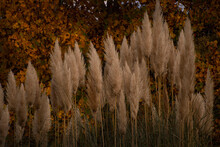 Reeds In The Forest