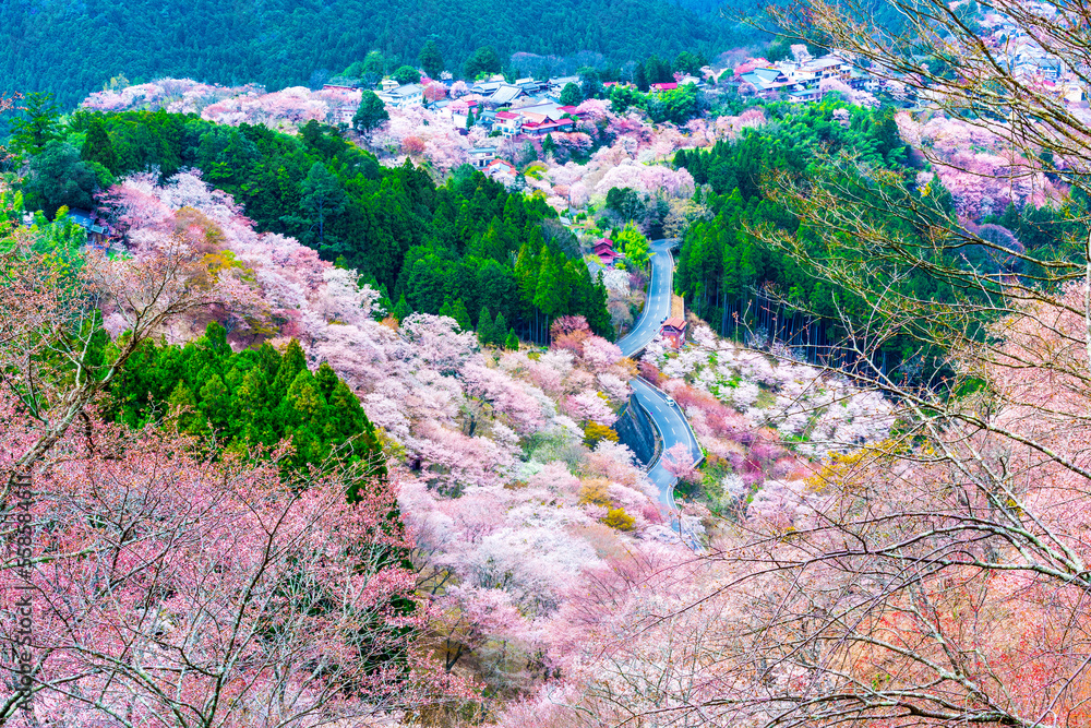吉野山の千本桜（奈良県吉野郡吉野町）春 Stock Photo | Adobe Stock