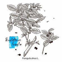 Frangula Alnus. Vector Hand Drawn Herb. Botanical Plant Illustration. Vintage Medicinal Herb Sketch.