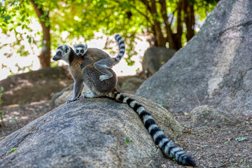 Wall Mural - Ring-tailed lemur (Lemur catta), Mother with baby on back sitting on stone. Endangered endemic animal in Anja Comunity Reserve, Madagascar wildlife animal.