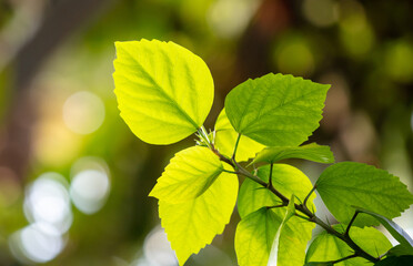 green leaves on a tree branch in summer.