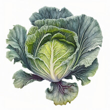 Vintage Cookbook Illustration - Cabbage From The Garden - Stylized Mixed Media 