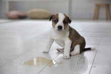 Adorable Puppy Near Puddle On Floor Indoors