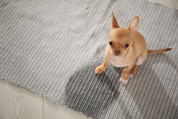 Wall Mural - Cute Chihuahua puppy near wet spot on rug indoors, above view. Space for text