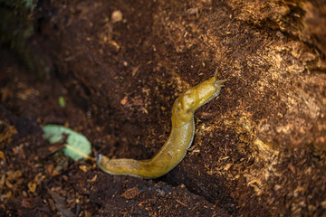 Wall Mural - California banana slug in the forest, Point Reyes, California