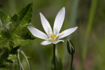 Wall Mural - spring flower star of bethlehem