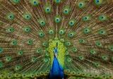 Fototapeta Sawanna - Portrait of a peacock (Pavo cristatus) on the background of his tail. Sri Lanka. Yala National park