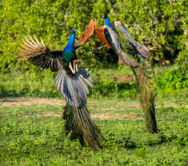 Wall Mural - Two peacocks (Pavo cristatus) are fighting each other in Yala National Park. Sri Lanka.