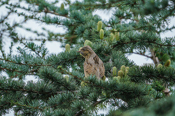 Poster - Eurasian Wryneck (Jynx torquilla) perched on a tree branch