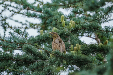 Sticker - Eurasian Wryneck (Jynx torquilla) perched on a tree branch