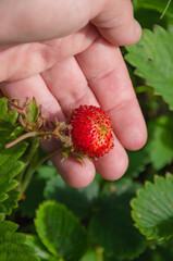 red garden strawberry on the palm of your hand, vertical photo